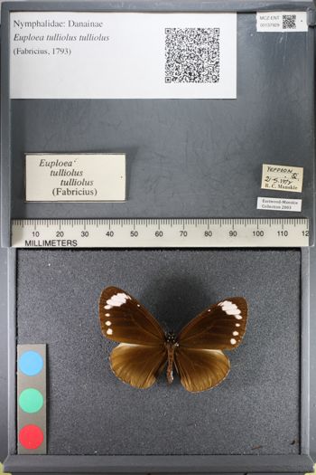 Media type: image;   Entomology 137929